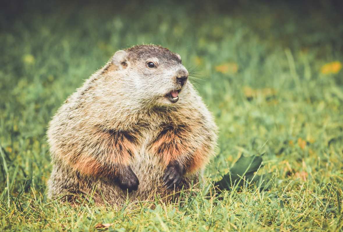 Keep Groundhogs Out of Your Garden and Yard