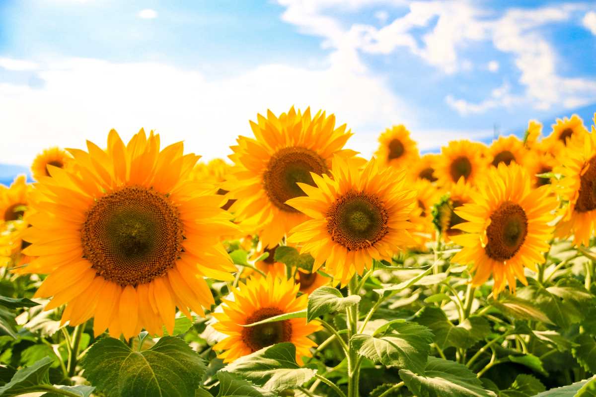 Grow A Sunflower Wall That Doubles As A Privacy Screen