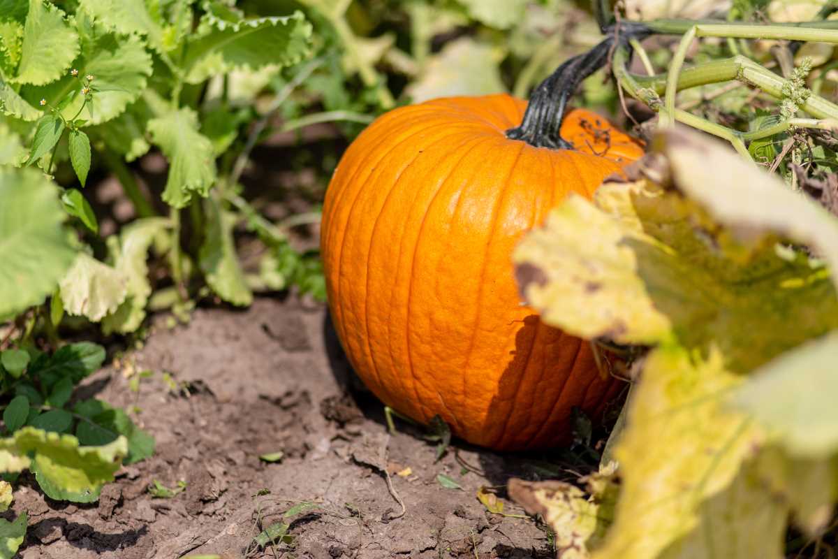 Grow A Pumpkin Patch That’s Straight Out Of A Storybook
