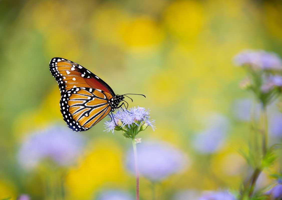 The Best Flowers For Attracting Butterflies To Your Yard