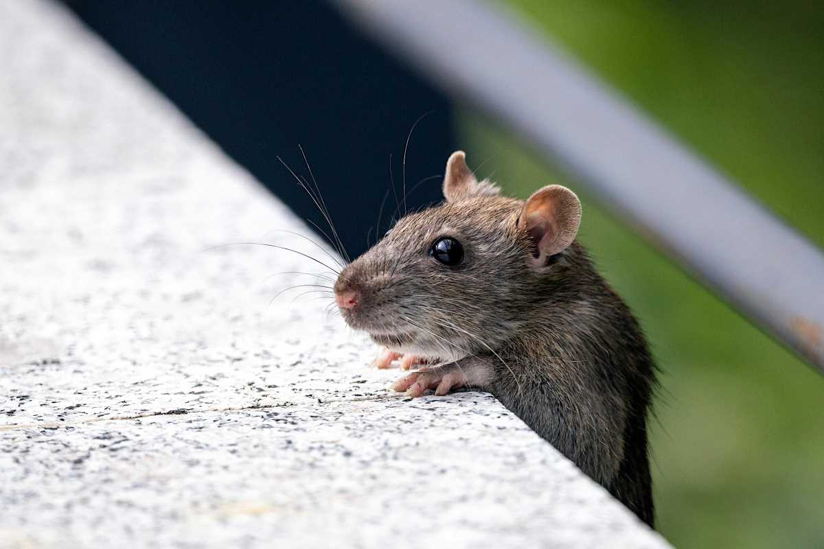 Practical Tips for Keeping Mice Out of Your Pantry